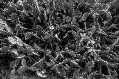 Arka planda güzel yeşil bitkiler, kapatın.