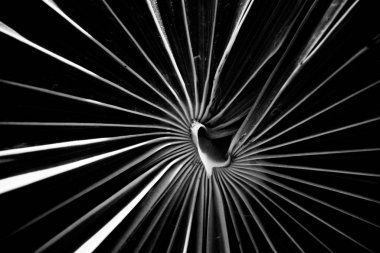 Bir Bitkinin Soyut Karanlık Portresi