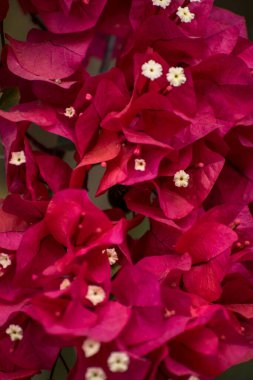 Dekoratif bitki, Akumal Meksika