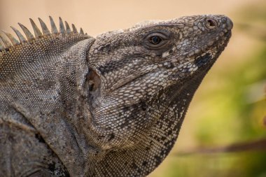 Iguana (Ctenosaura pectinata) taşın üzerinde oturuyor