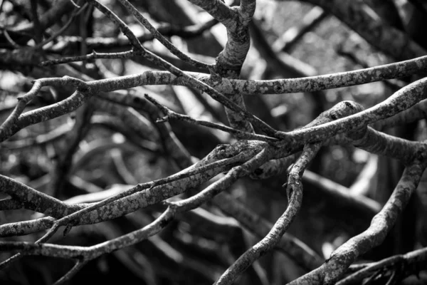 Platz Mit Verdrehten Krummen Bäumen — Stockfoto