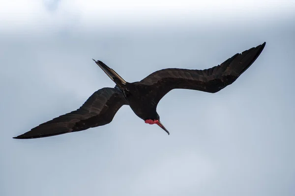 Pták Letící Tulum Mayská Riviéra Mexiko — Stock fotografie