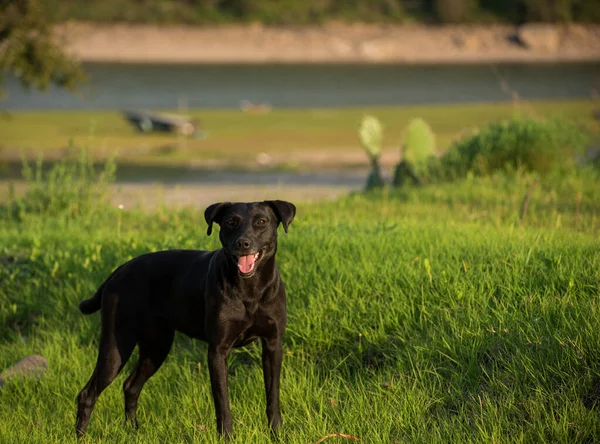 Дружеская Чёрная Собака Траве — стоковое фото