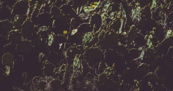Arka Planda Güzel Yeşil Bitkiler Kapatın — Stok fotoğraf