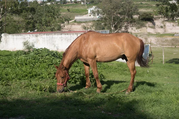 Paysage Portrait Cheval Mangeant — Photo