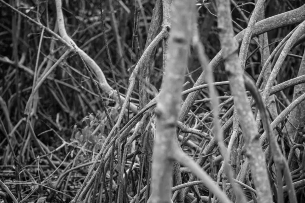 Прекрасная Растительность Акумале — стоковое фото