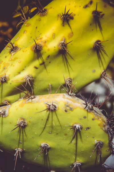 Hojas Cactus Cerca Disparar —  Fotos de Stock