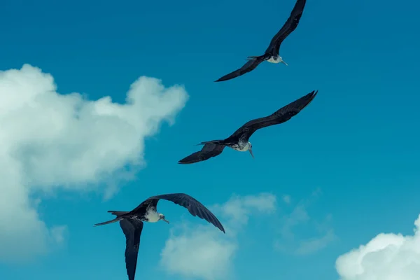 Horizontální Foto Čtyř Létajících Frigatebirdů — Stock fotografie