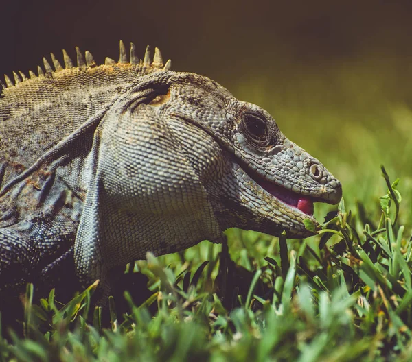 Iguana Ctenosaura Pectinata Comendo Grama Perto Retrato — Fotografia de Stock