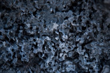 Gözenekli deniz taşının bir parçası .