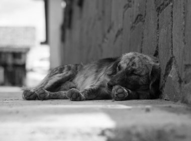 Zavallı evsiz bir köpeğin siyah beyaz portresi, hayvanlara zulüm konsepti.