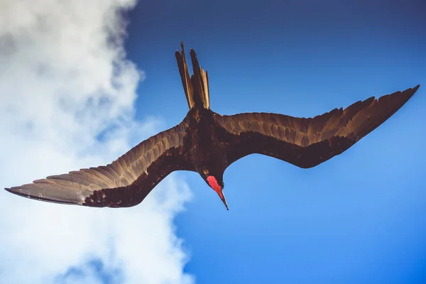 Fregata Maschio Uccello Che Vola Con Nuvole Sullo Sfondo — Foto Stock