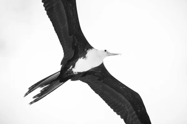 Preto Branco Perto Fragatebird — Fotografia de Stock