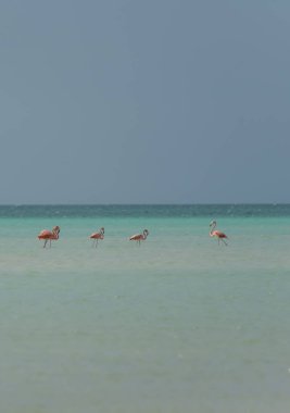 Holbox Adası, Karayipler, Meksika 'da Flamingo Egzotik Kuşlar Grubu
