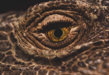 Macro Close up of Iguana, Iguana is a genus of herbivorous lizards that are native to tropical areas of Mexico, Central America, South America, and the Caribbean