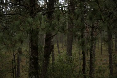 close up of the mossy trunk texture of a trees