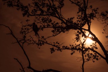 Meksika 'daki Holbox Karayip Adası' ndaki kuş.