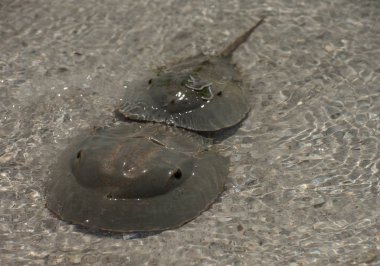 Habitatta at nalı yengeçleri, Holbox Mexico