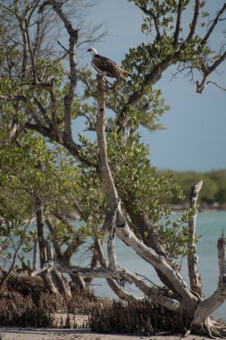 Holbox, Meksika 'daki kuşa yaklaş.