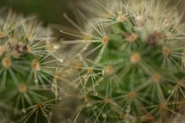 Cactaceae botanik bahçesi, Cadereyta de Montes, Queretaro, Meksika