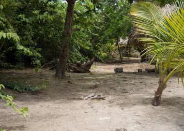 Bitki örtüsü detayı, Holbox, Meksika 'da Doğal Alan