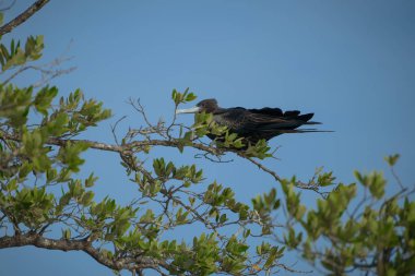 Meksika 'daki Holbox Karayip Adası' ndaki kuş.