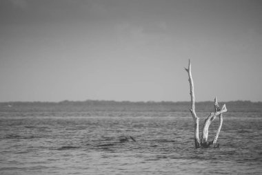 Güzel Meksika Adası, Holbox