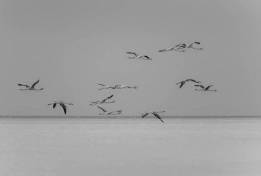 Holbox Adası, Karayipler, Meksika 'da Flamingo Egzotik Kuşlar Grubu