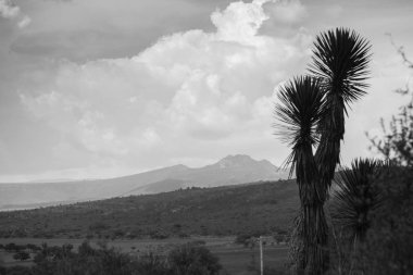 Cactaceae botanik bahçesi, Cadereyta de Montes, Queretaro, Meksika