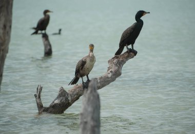 Meksika 'daki Holbox Karayip Adası' ndaki kuşlar