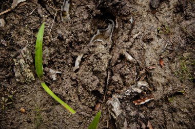 Natural View on green grass and mud