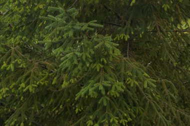 Natural Christmas tree close up texture