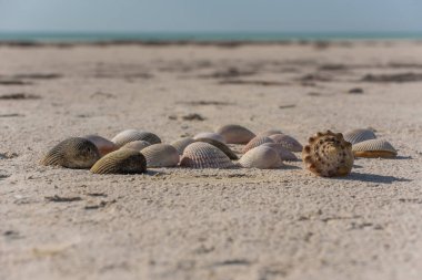Güzel deniz kabukları kumsalda
