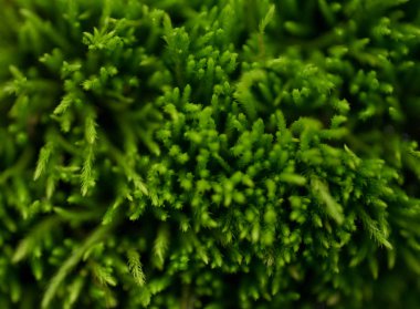 Yosun genellikle yoğun yeşil kümeleri veya kilimler, nemli veya gölgeli yerlerde kez büyümek küçük flowerless bitkiler vardır