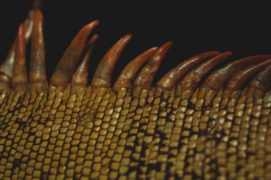 Iguanas have varying types of scales covering different areas of their body