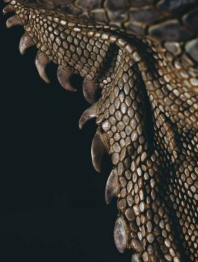 Professional close up portrait of the details of an Iguana. Macro