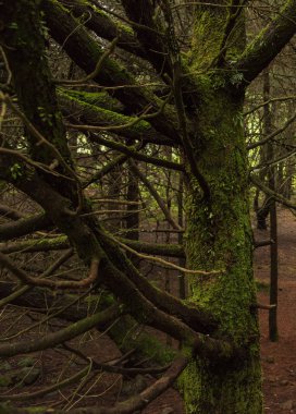 close up of the mossy trunk texture of a trees