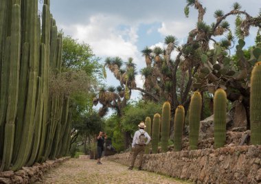 Cactaceae botanik bahçesi, Cadereyta de Montes, Queretaro, Meksika