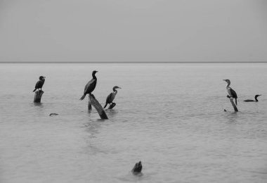 Karabatak grubu, doğal yaşam alanı konsepti. Holbox, Meksika