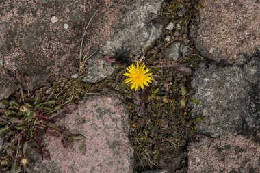 Islak ve yosunlu merdivenler, Meksika 'daki Otomi merasim merkezinin duvar dokusu.
