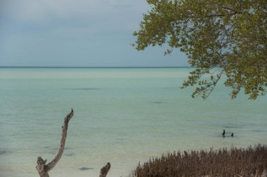 Güzel Meksika Karayip Adaları Sahili, Holbox, Temiz Su Sahili