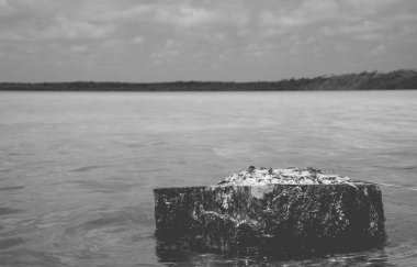 Gizli bir hazine muhtemelen Tulum 'un en çekici yerlerinden biri olan Laguna Kaan Luum için en iyi tanımdır ama aynı zamanda dünyanın en büyüleyici yerlerinden biridir..