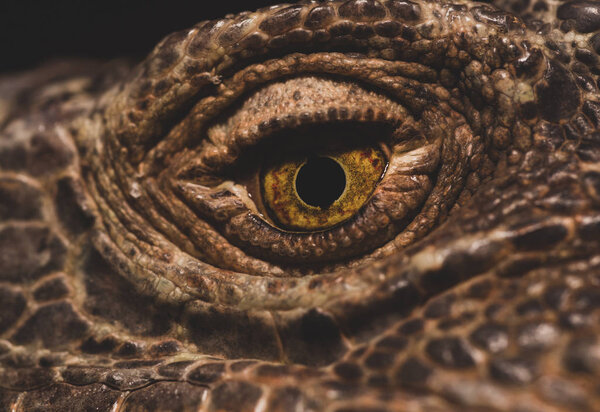 Macro Close up of Iguana, Iguana is a genus of herbivorous lizards that are native to tropical areas of Mexico, Central America, South America, and the Caribbean