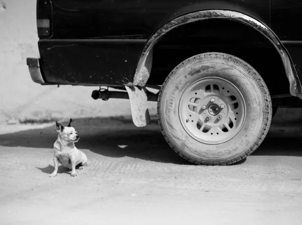 Holbox Mexico Quintana Roo Jun 2017 Urban Free Range Dog — стокове фото