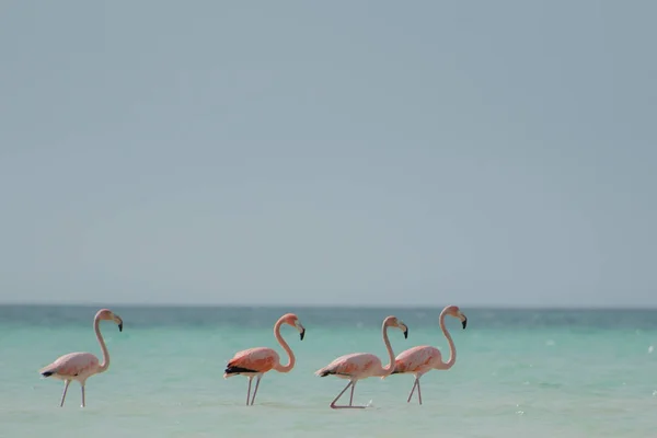 Grupo Flamingos Aves Exóticas Ilha Holbox Caribe México — Fotografia de Stock