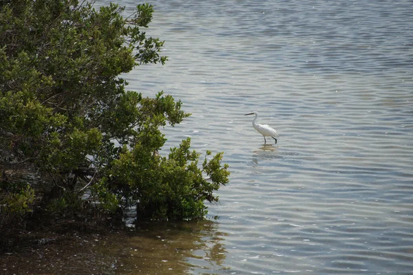 Ave Holbox Isla Del Caribe México — Foto de Stock