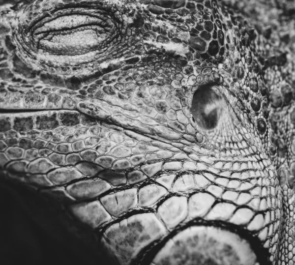 Macro Close Iguana Iguana Est Genre Lézards Herbivores Originaire Des — Photo