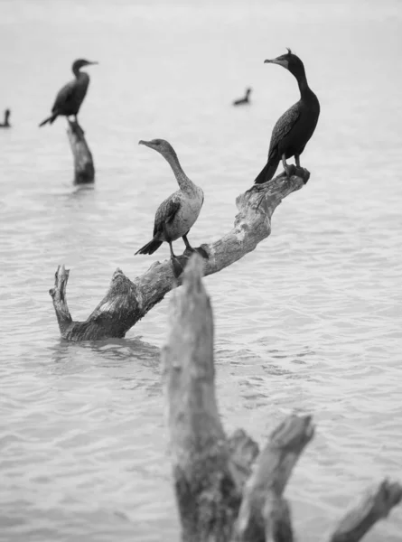 Aves Holbox Caribbean Island México —  Fotos de Stock