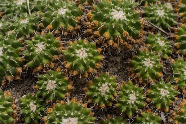 墨西哥Queretaro Cadereyta Montes 仙人掌科植物园 — 图库照片