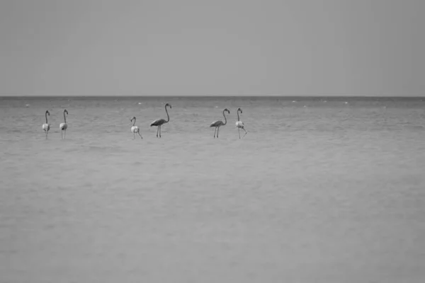 Grupo Flamencos Aves Exóticas Isla Holbox Caribe México — Foto de Stock
